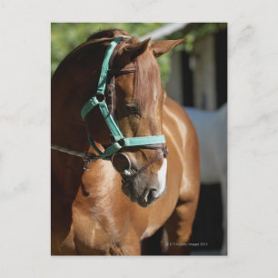 Carte Postale Gros plan d'un cheval 4