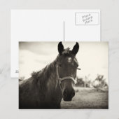 Carte Postale gros plan d'un cheval avec un ton sépia appliqué (Devant / Derrière)