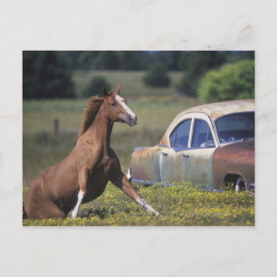 Carte Postale Gros plan d'un cheval courant près d'une voiture s