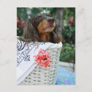 Carte Postale Gros plan d'un chien Dachshund assis dans un panie