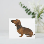 Carte Postale Gros plan d'un dachshund (Debout devant)