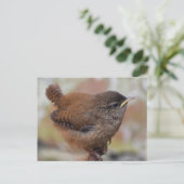 Carte Postale Gros Plan D'Un Joli Jeune Wren (Debout devant)