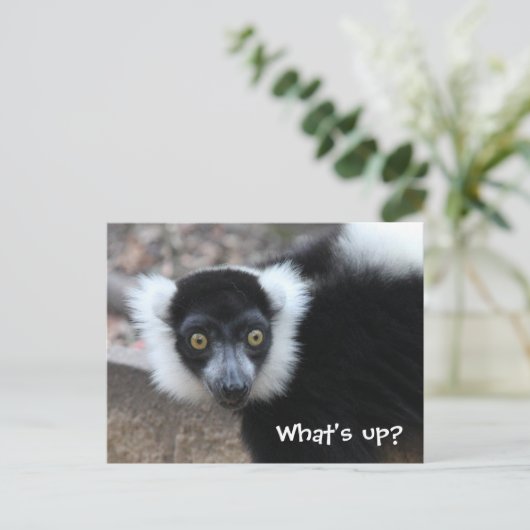 Carte Postale Gros plan d'un lémurien noir et blanc (Debout devant)