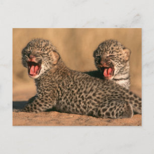 Carte Postale Gros plan d'un léopard nouveau-né (Panthera Pardus