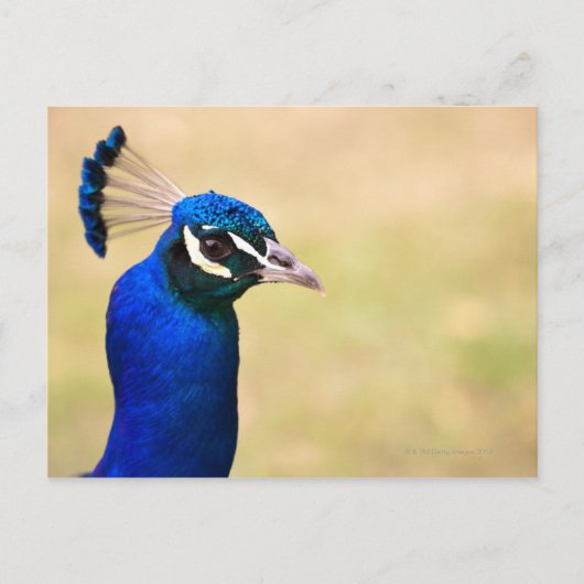 Carte Postale Gros plan d'un paon 2 (Devant)