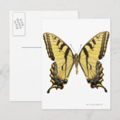 Carte Postale Gros plan d'un papillon 2 (Devant / Derrière)