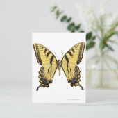 Carte Postale Gros plan d'un papillon 2 (Debout devant)
