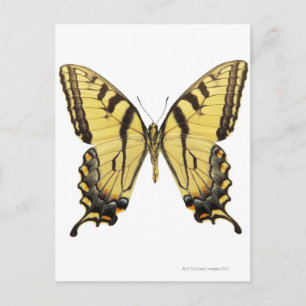 Carte Postale Gros plan d'un papillon 2