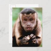 Carte Postale Gros plan d'un singe capucin à cou noir (Devant / Derrière)
