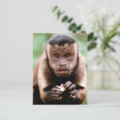 Carte Postale Gros plan d'un singe capucin à cou noir (Debout devant)