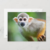 Carte Postale Gros plan d'un singe écureuil commun (Devant / Derrière)