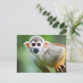 Carte Postale Gros plan d'un singe écureuil commun (Debout devant)