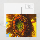 Carte Postale Gros plan d'un tournesol (Devant / Derrière)