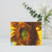 Carte Postale Gros plan d'un tournesol (Debout devant)