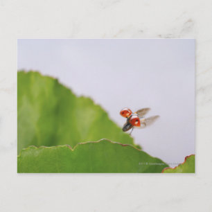Carte Postale Gros plan d'une coccinelle survolant une feuille