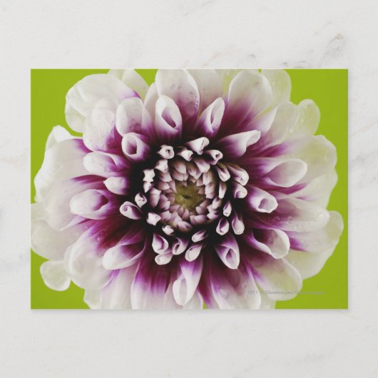 Carte Postale Gros plan d'une fleur 2 (Devant)