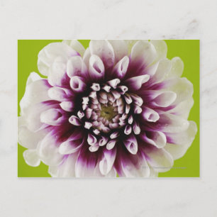Carte Postale Gros plan d'une fleur 2