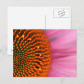 Carte Postale Gros plan d'une fleur conique en été, (Devant / Derrière)