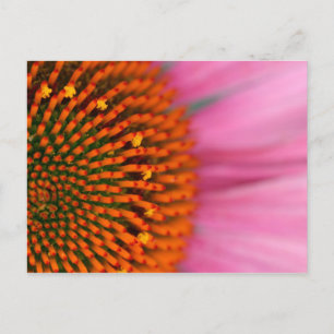 Carte Postale Gros plan d'une fleur conique en été,