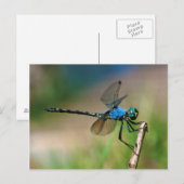 Carte Postale Gros plan d'une libellule bleue sur une branche (Devant / Derrière)