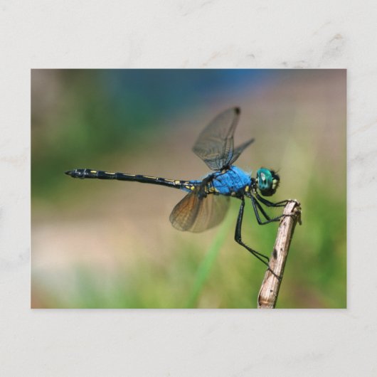 Carte Postale Gros plan d'une libellule bleue sur une branche (Devant)