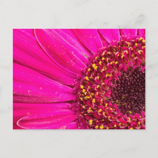 Carte Postale Gros plan d'une marguerite de Gerber (Devant)