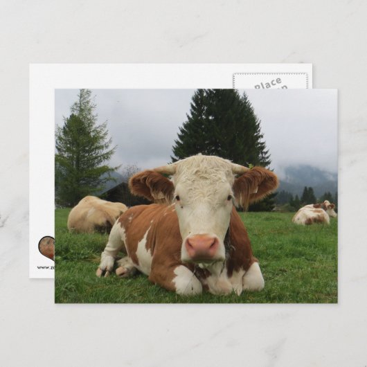 Carte Postale Gros plan d'une vache brune et blanche (Devant / Derrière)