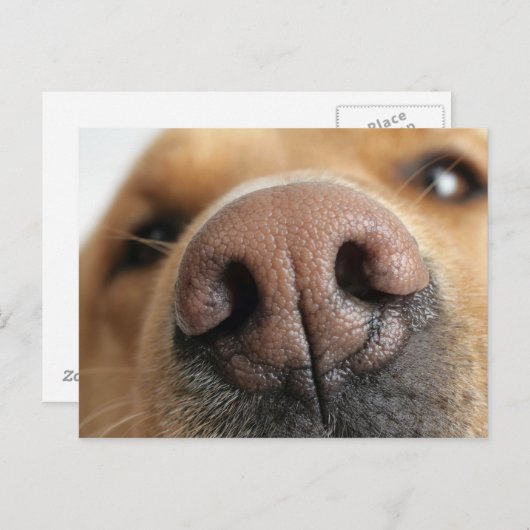 Carte Postale Gros plan extrême sur le nez d'un chien. (Devant / Derrière)
