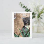 Carte postale Gros Plan Koala (Debout devant)