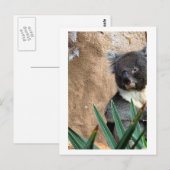 Carte postale Gros Plan Koala (Devant / Derrière)