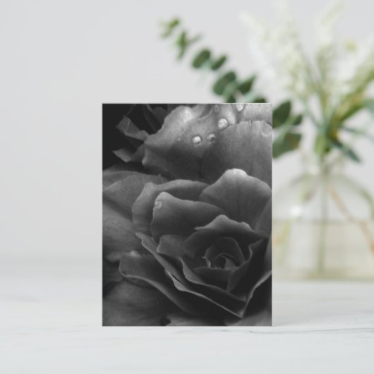 Carte Postale Gros plan noir et blanc d'un double bégonia (Debout devant)