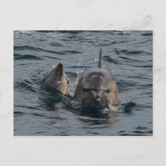 Carte Postale Gros plan pour la mère et le bébé dauphin