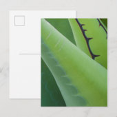 Carte Postale Gros Plan Sur Agave (Devant / Derrière)