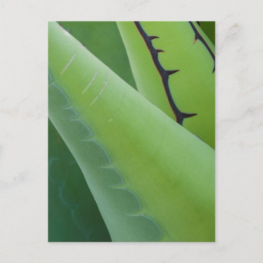 Carte Postale Gros Plan Sur Agave (Devant)