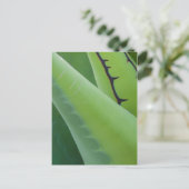 Carte Postale Gros Plan Sur Agave (Debout devant)