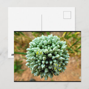 Carte Postale Gros plan sur Allium, fleur d'oignon sauvage