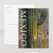 Carte Postale Gros plan sur cactus et agave (Devant / Derrière)