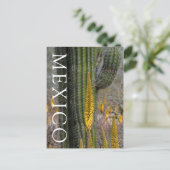 Carte Postale Gros plan sur cactus et agave (Debout devant)
