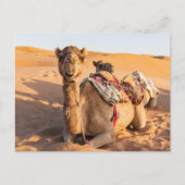 Carte Postale Gros plan sur Camel dans le désert d'Oman (Devant)