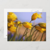 Carte Postale Gros plan sur des jonquilles (Devant / Derrière)