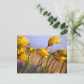 Carte Postale Gros plan sur des jonquilles (Debout devant)
