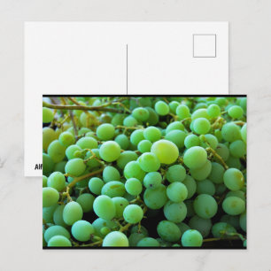 Carte Postale Gros plan sur des raisins blancs