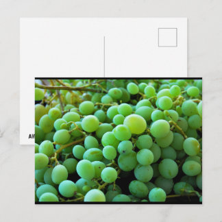 Carte Postale Gros plan sur des raisins blancs