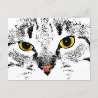 Carte Postale Gros plan sur la face du chat