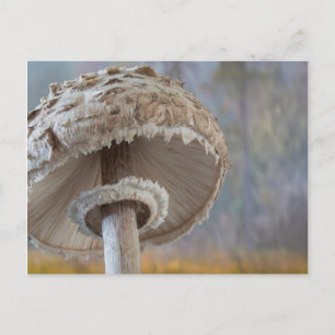 Carte Postale Gros plan sur le dessous d'un champignon