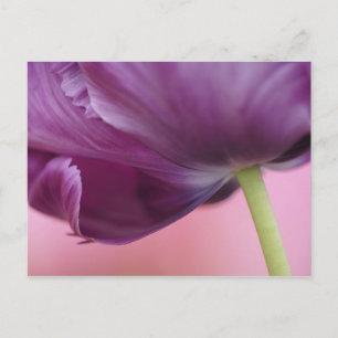 Carte Postale Gros plan sur le dessous d'une fleur de tulipe, Ku