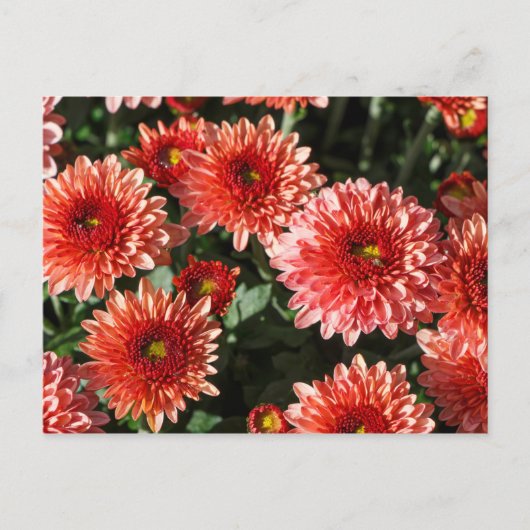 Carte Postale Gros plan sur le plante chrysanthemum (Devant)
