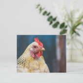 Carte Postale Gros plan sur le poulet (Debout devant)