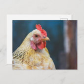 Carte Postale Gros plan sur le poulet (Devant / Derrière)