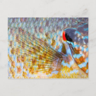 Carte Postale Gros plan sur les écailles de poisson